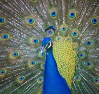 Willunga Peacock Farm Bed and Breakfast - Palm Beach Accommodation