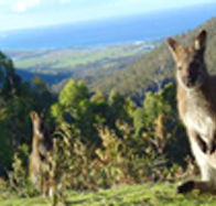 Rainbow Retreat Wilderness Eco Cabins - Palm Beach Accommodation