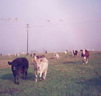 Seeview Farmstay - Palm Beach Accommodation
