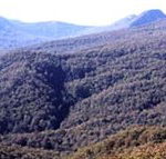 Callicoma Hill Eco-Cabins - Palm Beach Accommodation