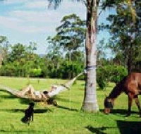 Neds Bed Horse O Tel - Palm Beach Accommodation