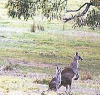 Kangaroo Ridge Retreat - Palm Beach Accommodation