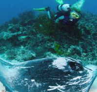 Heron Island Resort - Palm Beach Accommodation