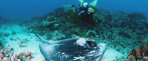 Heron Island Resort - Palm Beach Accommodation 0