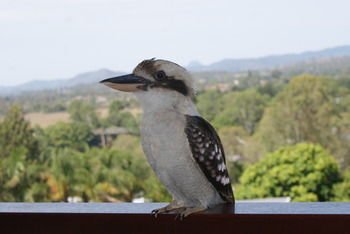 Mary Valley Views B + B - Palm Beach Accommodation 19