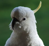 Around About Lorne Studios or BB - Palm Beach Accommodation