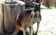 Toodyay Holiday Park & Chalets - thumb 3