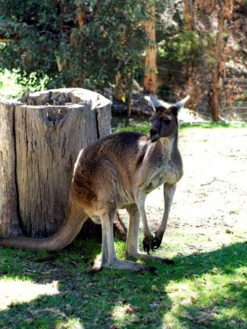 Toodyay Holiday Park & Chalets - Palm Beach Accommodation 3