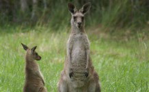 Michael's Clarence Valley Retreat - Palm Beach Accommodation 7
