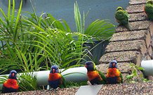 Aquajet Motel - Coffs Harbour - Palm Beach Accommodation 4