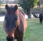 Reynella Kosciusko Rides Accommodation - Palm Beach Accommodation