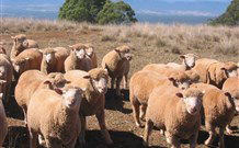 Dairy Flat Farm Holiday - Palm Beach Accommodation 3
