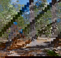 Back Yamma State Forest - Palm Beach Accommodation