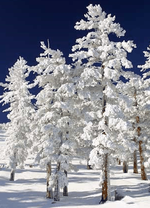 Mt Buller Apartment Management Services - Palm Beach Accommodation