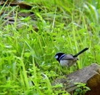 Morialta Bed And Breakfast - Palm Beach Accommodation