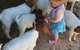 Yalooka Farm - thumb 7