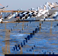 Pelican Perch Retreat - Palm Beach Accommodation