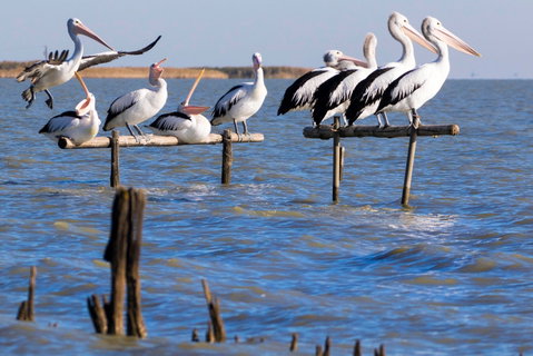 Pelican Perch Retreat - Palm Beach Accommodation 0