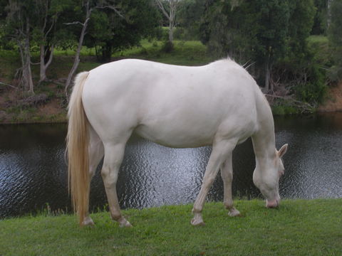 Imbil Bridge Farm And Homestead - Palm Beach Accommodation 1