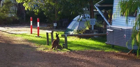 Aroundtu-It Eco Caravan Park - Palm Beach Accommodation 5