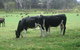 Meerup Springs Farmstay - thumb 1