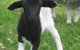 Meerup Springs Farmstay - thumb 2