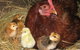 Meerup Springs Farmstay - thumb 4
