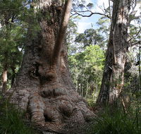Valley of the Giants Cottage - Palm Beach Accommodation