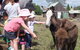 Barkeldine Farm Country Retreat - thumb 2