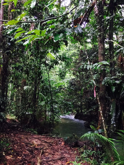 Daintree Wilderness Lodge - Palm Beach Accommodation 2