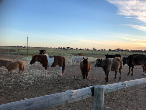 Tarnasey Farm - Pa's Place - Palm Beach Accommodation 1