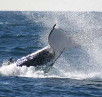 Whale Watching Sydney - Palm Beach Accommodation