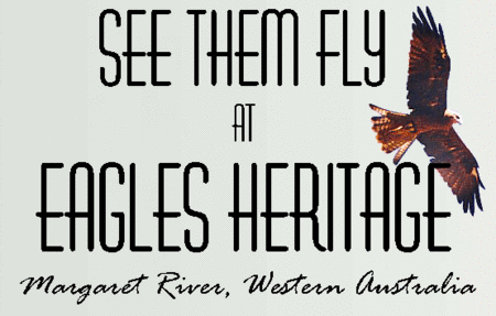 Eagles Heritage Raptor Wildlife Centre - Palm Beach Accommodation