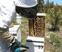 The House of Honey - Palm Beach Accommodation