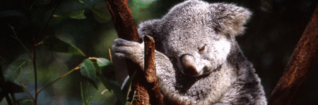 Koala and River Cruise by Mirimar Cruises - Palm Beach Accommodation
