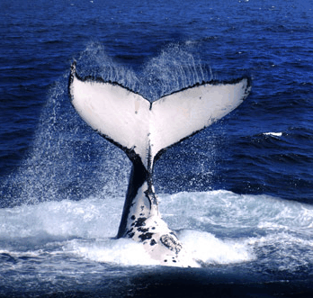 Brisbane Whale Watching - Palm Beach Accommodation