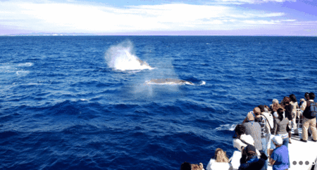 Brisbane Whale Watching - Palm Beach Accommodation 1