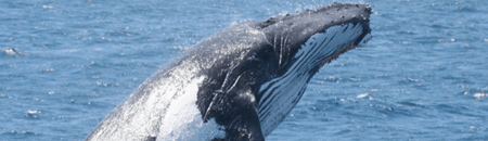Brisbane Whale Watching - Palm Beach Accommodation 2