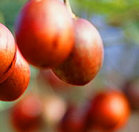 Tropical Fruit World - Palm Beach Accommodation