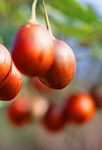 Tropical Fruit World - Palm Beach Accommodation 0