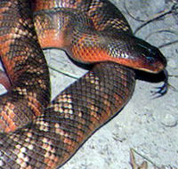 Armadale Reptile  Wildlife Centre - Palm Beach Accommodation