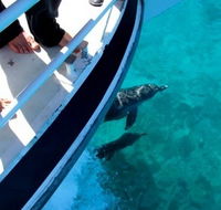 Pelican Charters - Palm Beach Accommodation