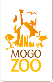 Mogo Zoo - Palm Beach Accommodation