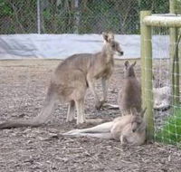 Jirrahlinga Koala  Wildlife Sanctuary - Palm Beach Accommodation