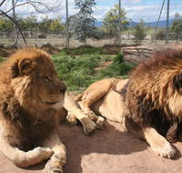 Mansfield Zoo - Palm Beach Accommodation