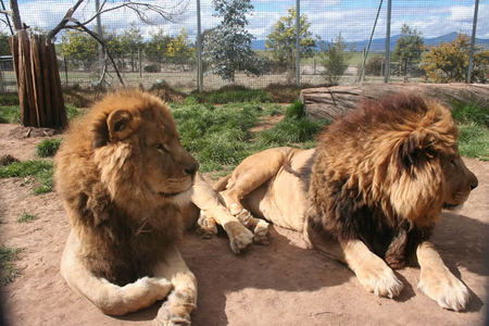 Mansfield Zoo - Palm Beach Accommodation 0
