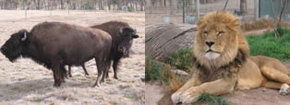 Mansfield Zoo - Palm Beach Accommodation 3