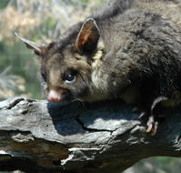 Moonlit Sanctuary Wildlife Conservation Park - Palm Beach Accommodation