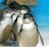 Phillip Island Penguin Parade - Palm Beach Accommodation