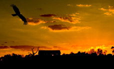 Werribee Open Range Zoo - Palm Beach Accommodation 1